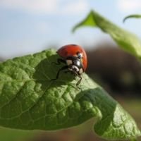 Coccinelle mange