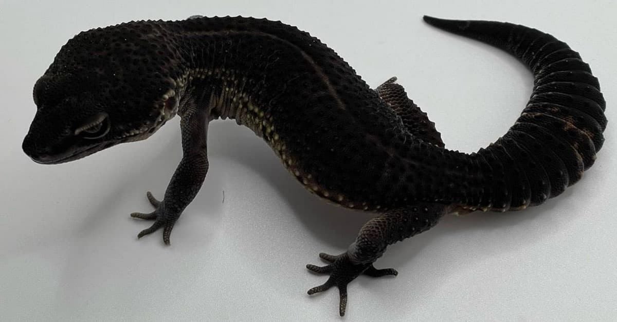 Gecko léopard de la nuit noire : faits et guide d’entretien