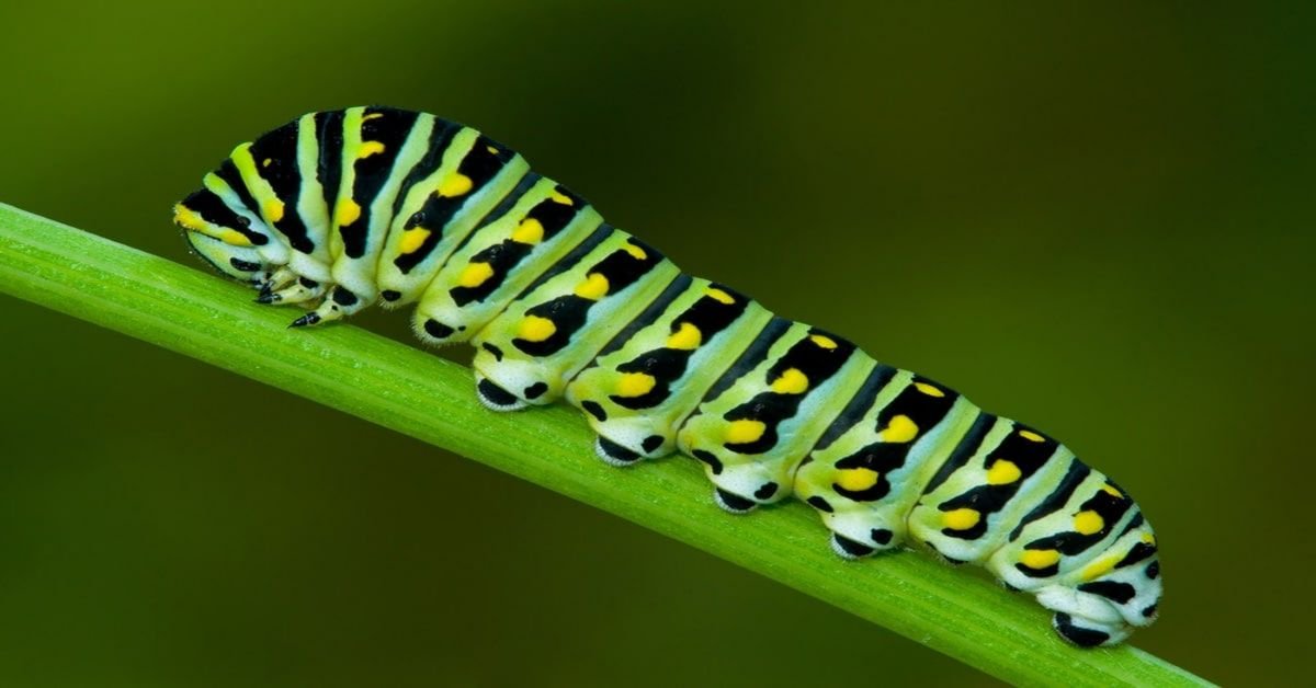 Chenille du papillon machaon noir