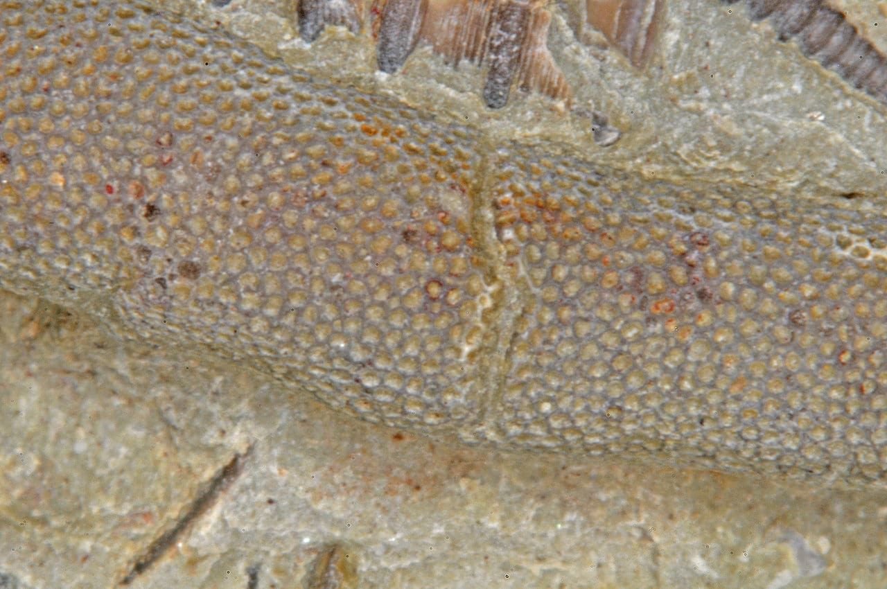 Bryozoaires