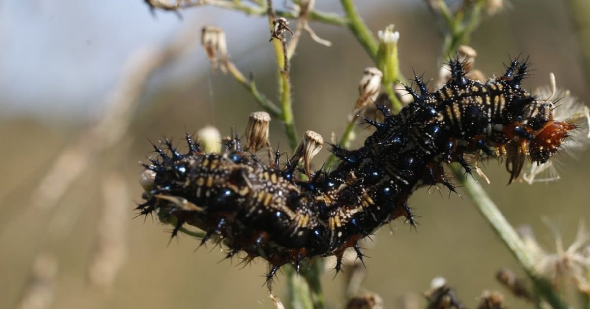 Chenille du papillon Buckeye