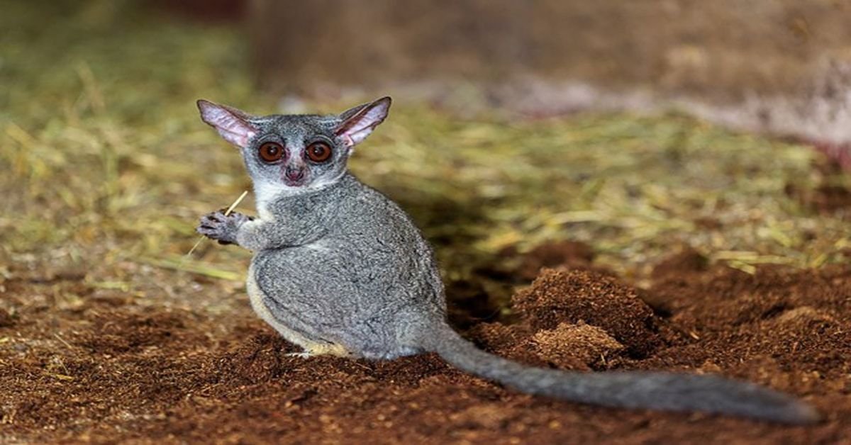 Bushbaby (Galago) – habitat naturel, comportements et caractéristiques clés