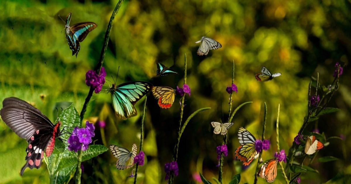 Jardinage des papillons