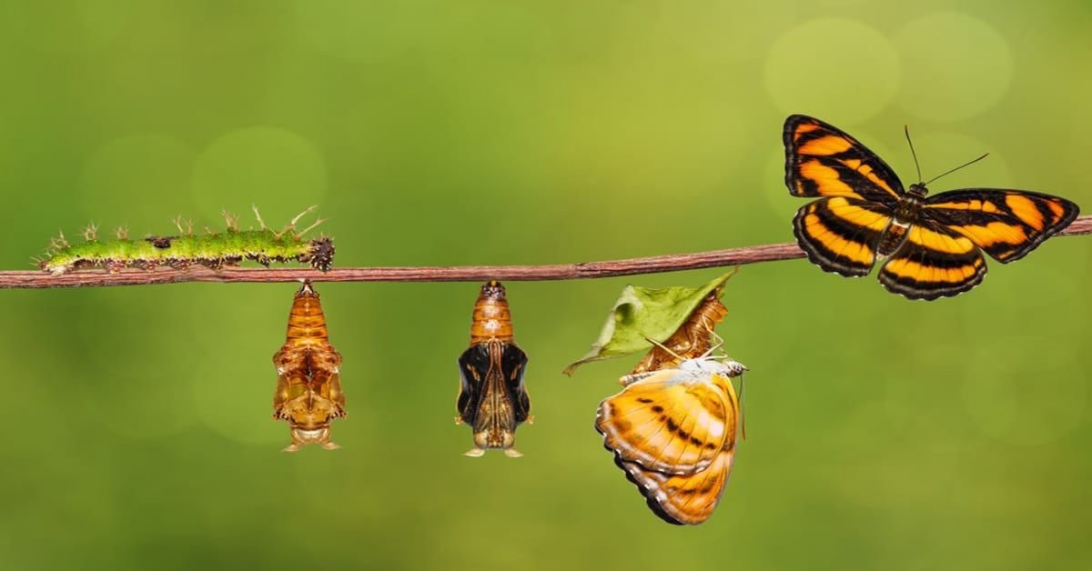 Cycle de vie d’un papillon