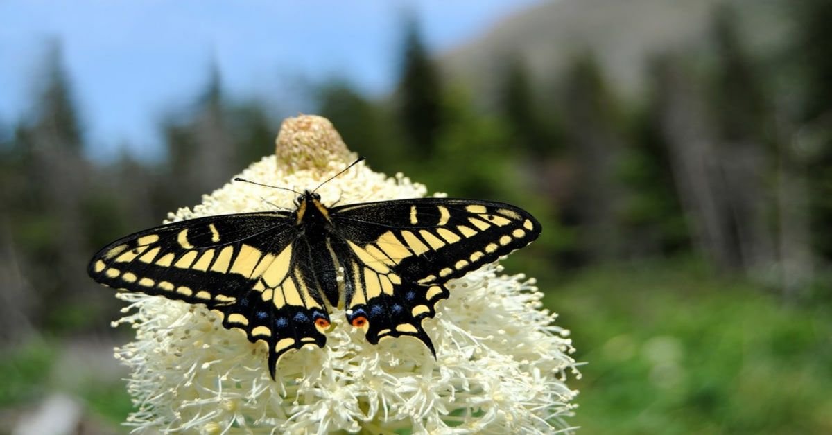 Liste des papillons du Montana