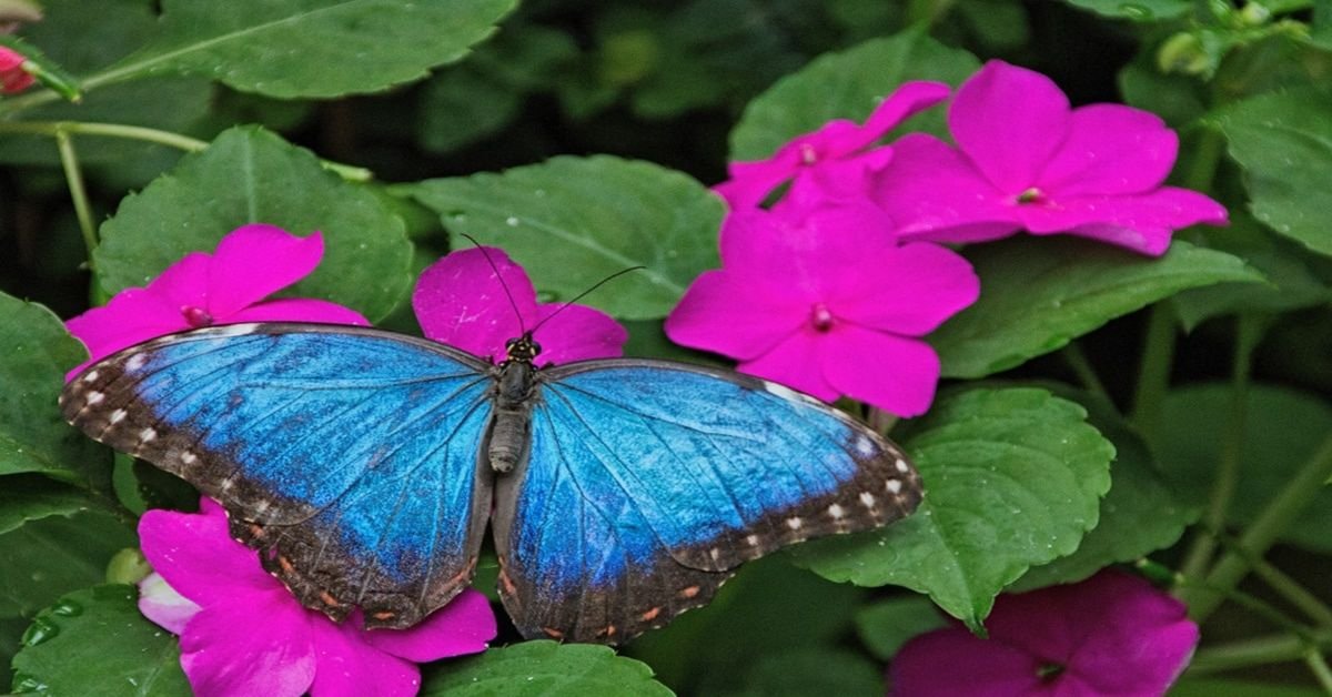 Liste des papillons du Dakota du Sud