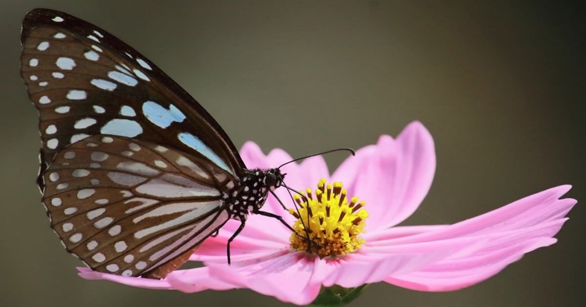 Plantes à nectar de papillon