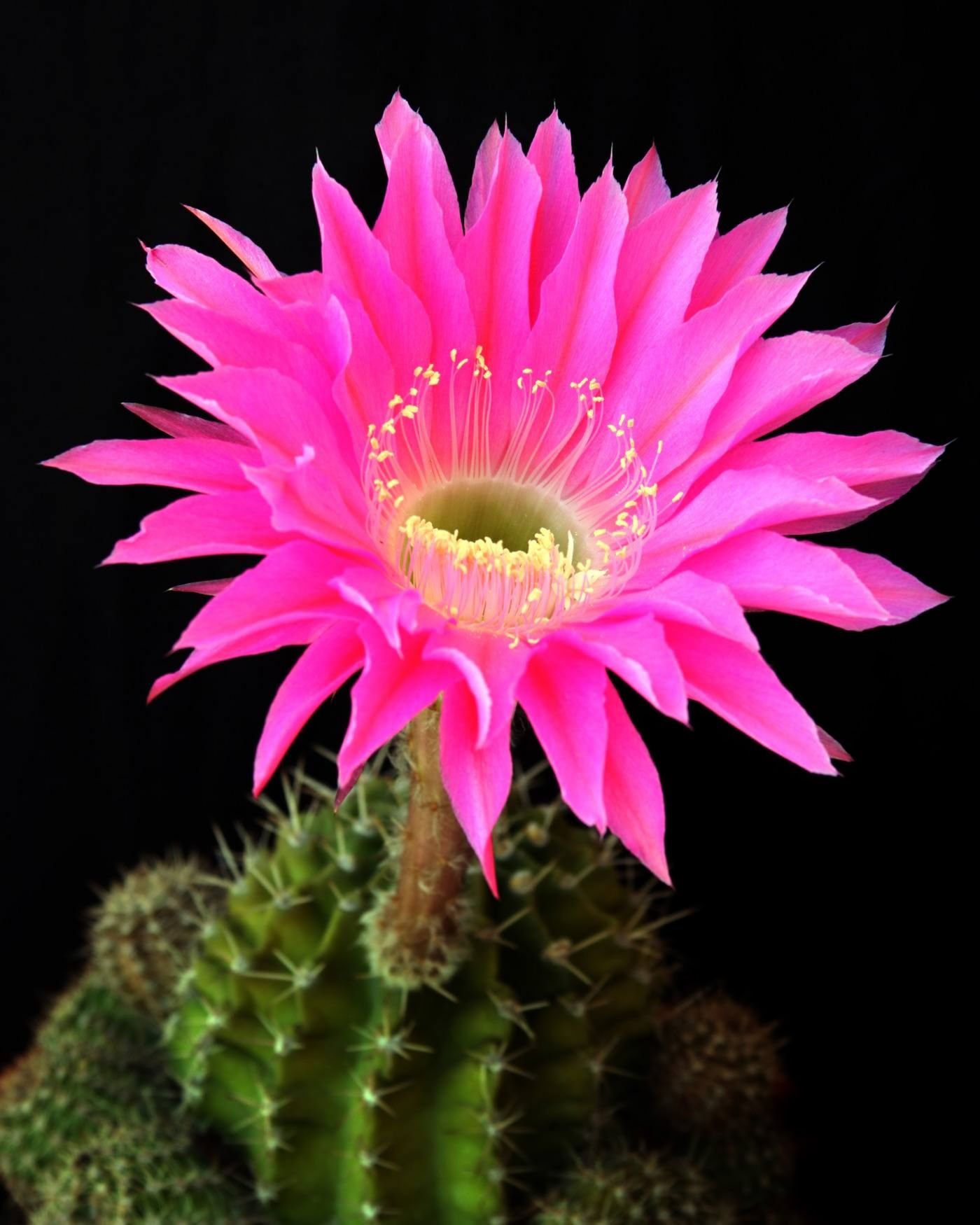 Fleur de cactus