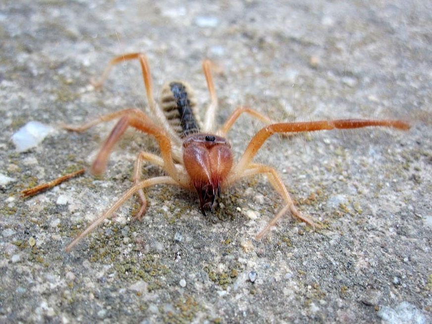 Garder une araignée comme animal de compagnie