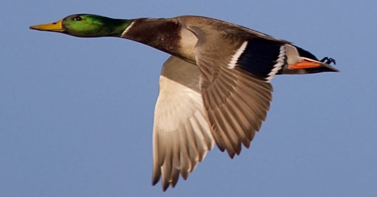 Les canards peuvent-ils voler ?