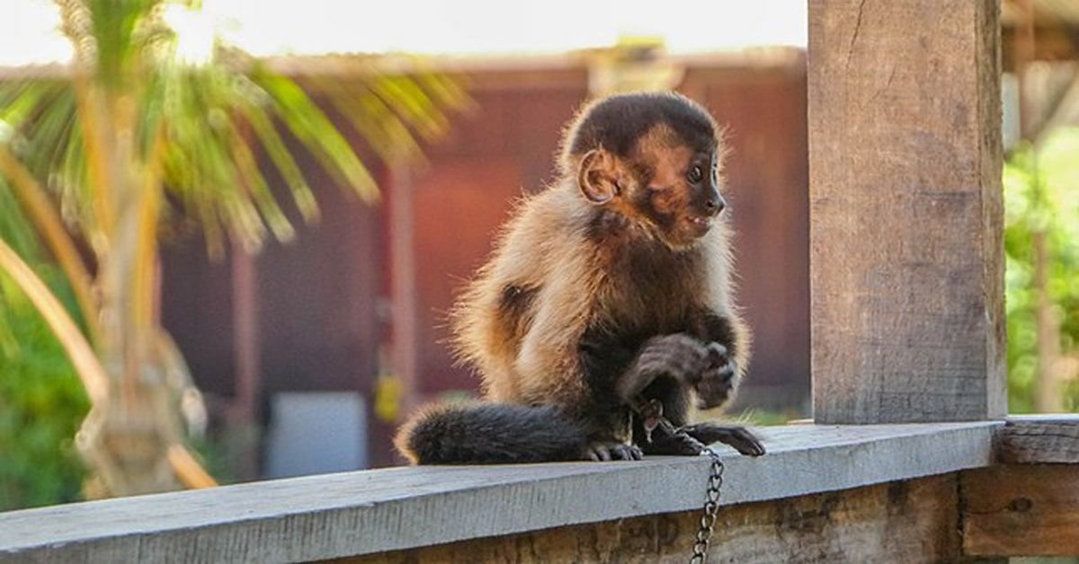 Noms de singes et significations de leurs origines