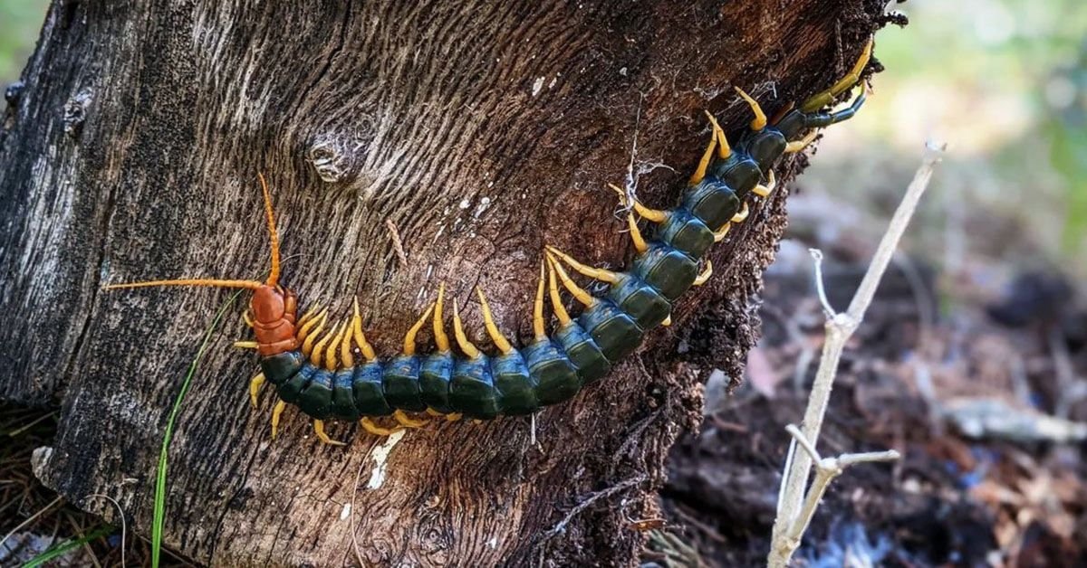 Mille-pattes : faits, venin, régime alimentaire, habitat