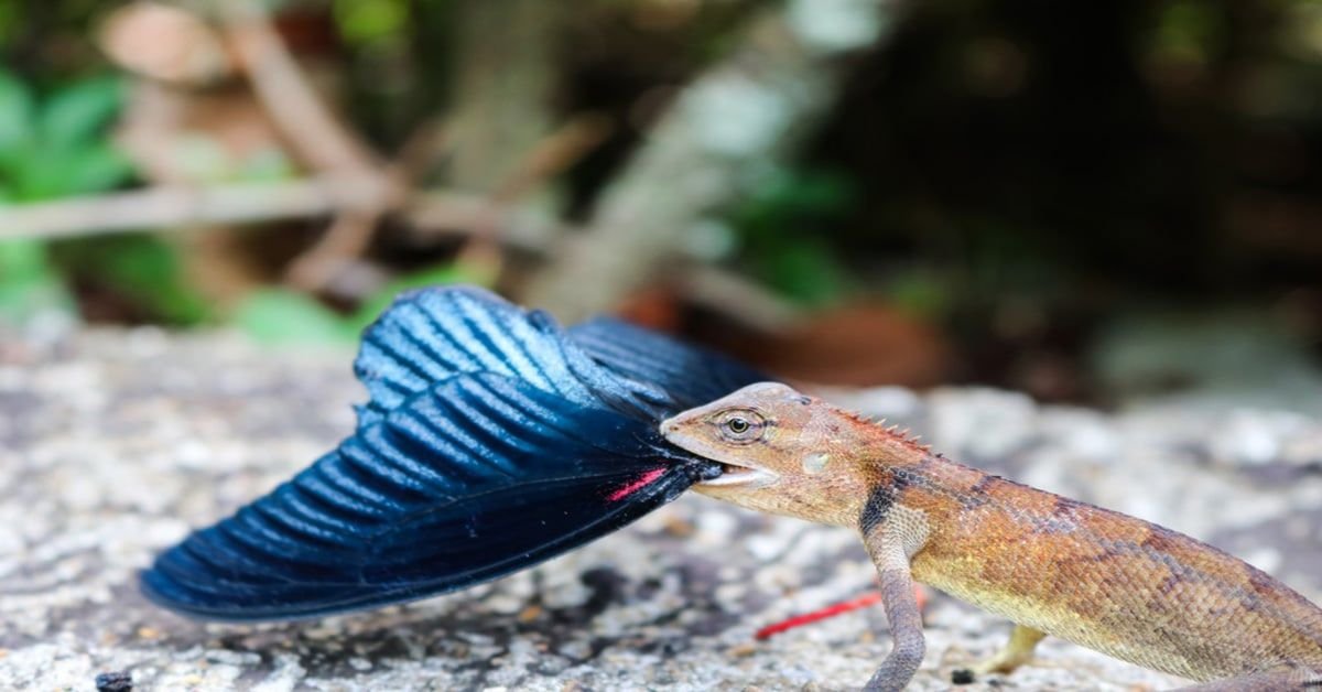 Qu’est-ce qui mange les papillons ?