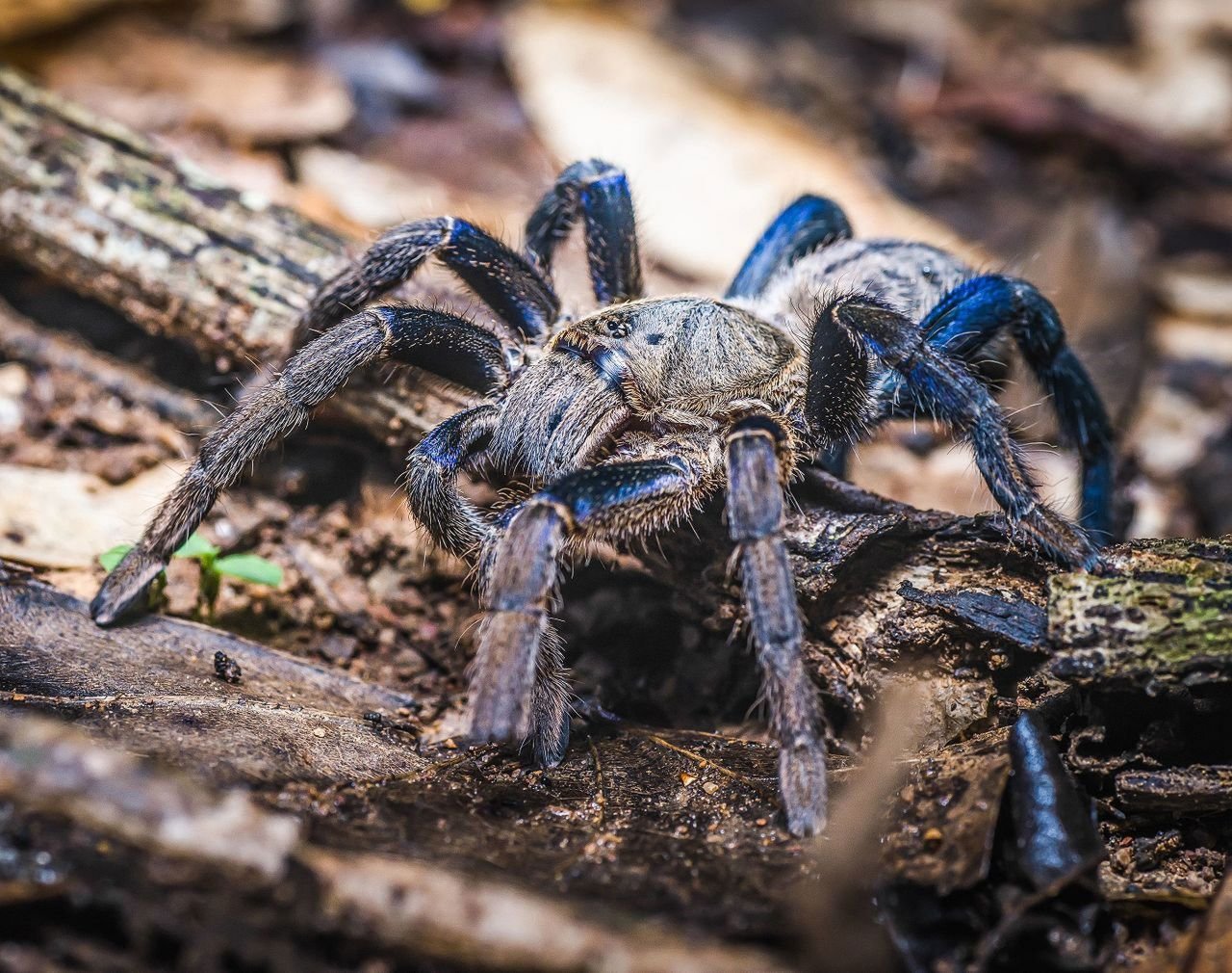 Araignée tarentule bleue