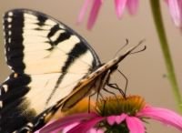 Un papillon mange le nectar d'une fleur