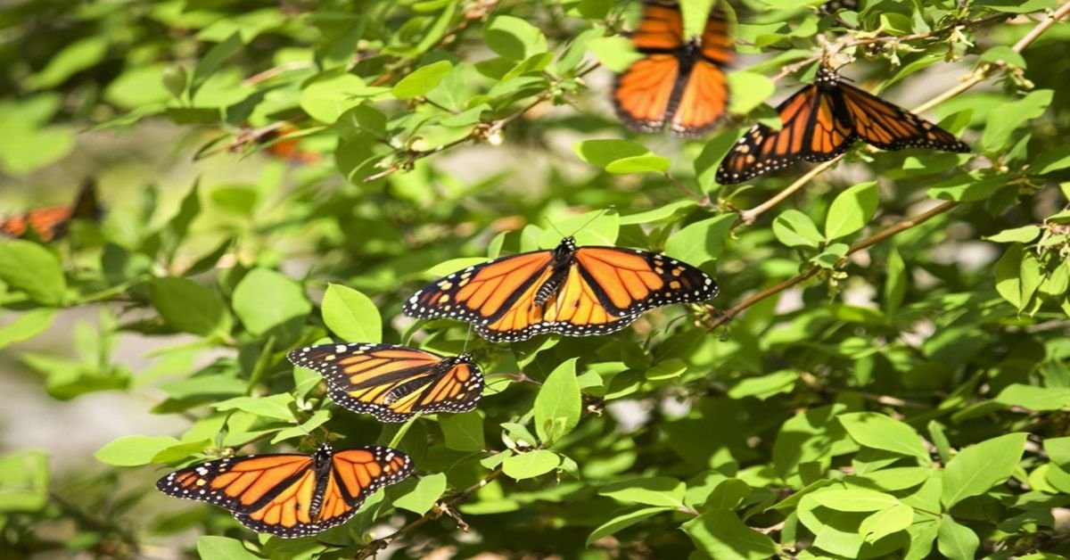 Plans de jardin de papillons