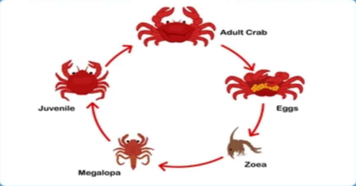 Cycle de vie du crabe