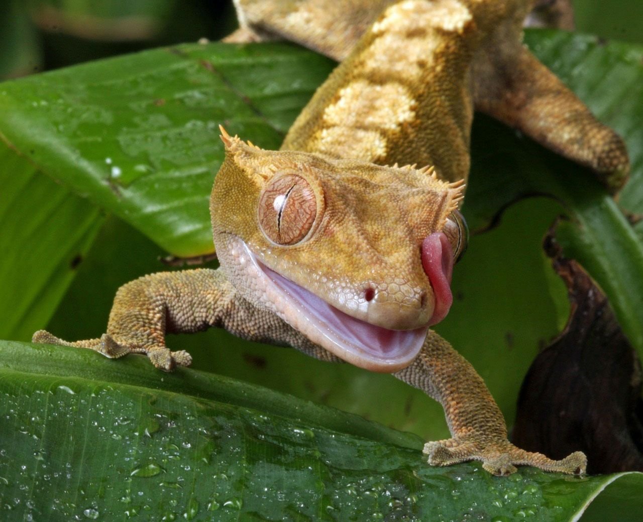 Gecko à crête – connu dans le commerce des animaux de compagnie