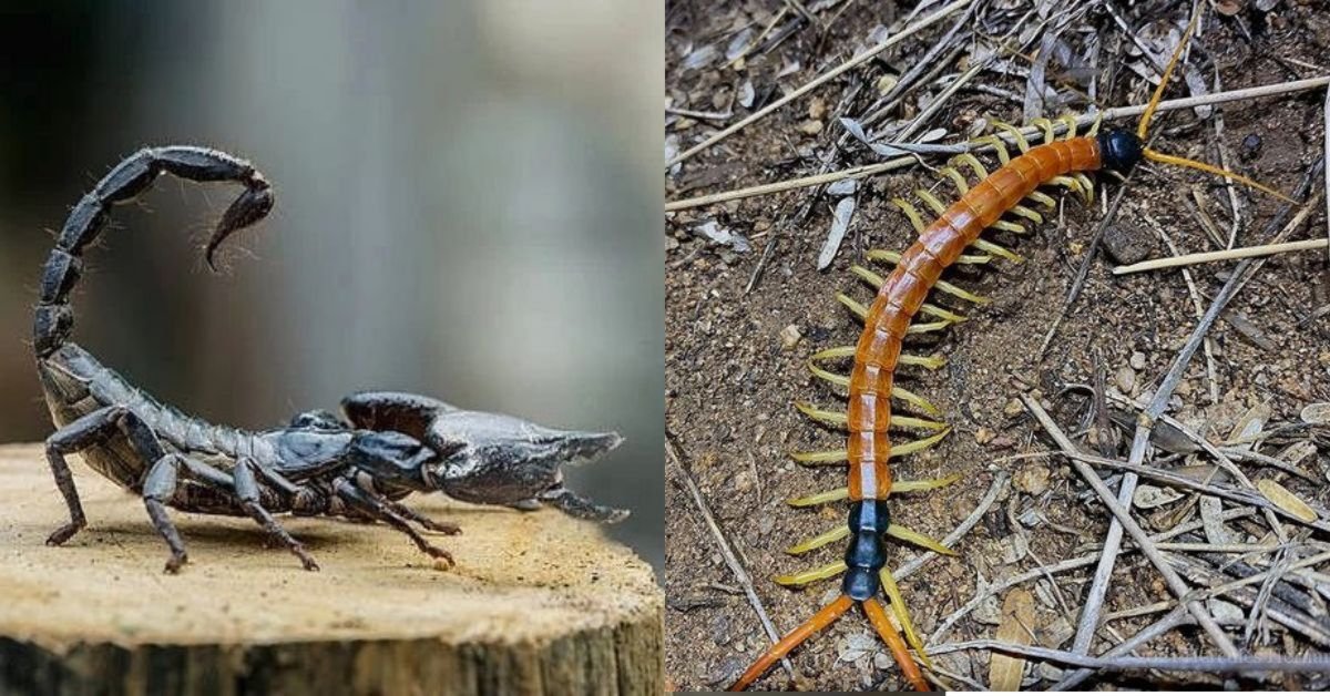 Animaux dangereux en Thaïlande dont vous devriez rester à l’écart