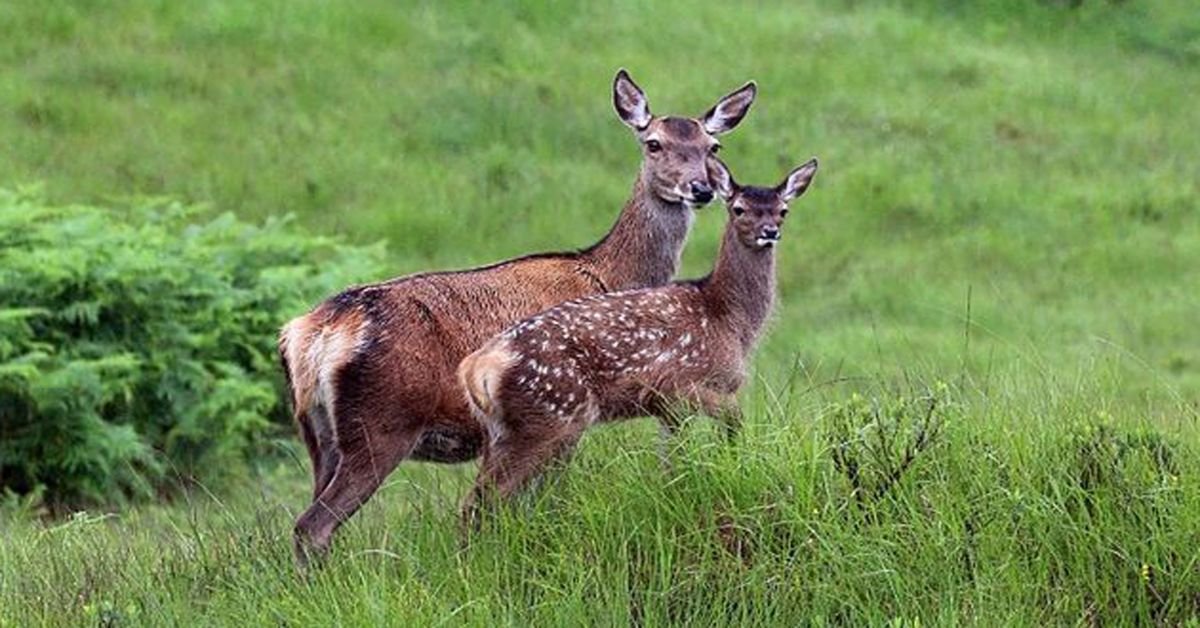 Noms de cerfs – 11 noms les plus attrayants et leur signification