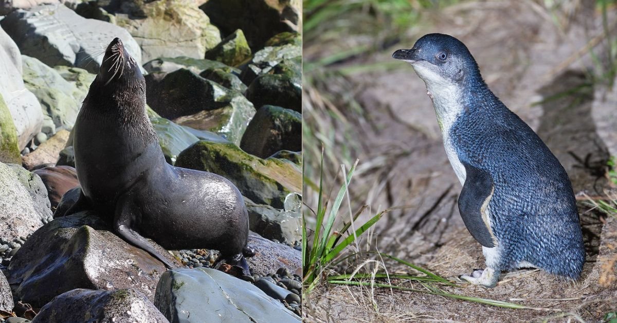 À la découverte des animaux uniques et populaires de Nouvelle-Zélande