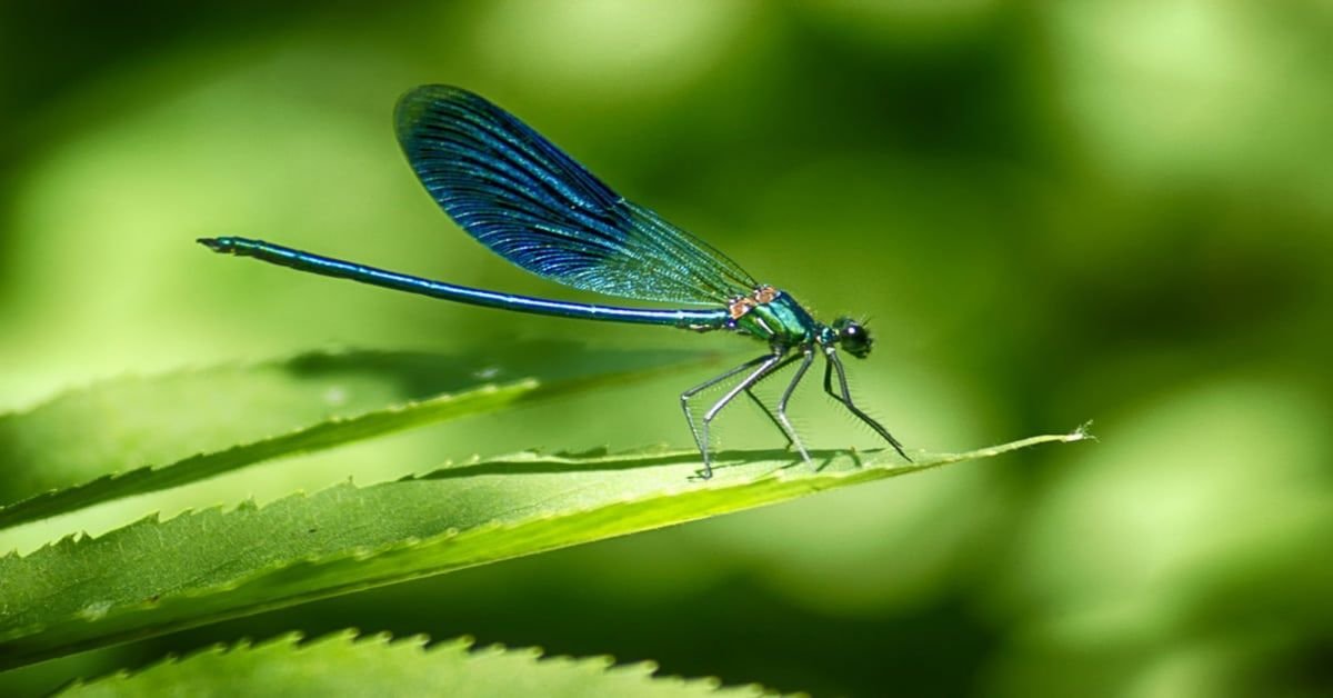 Libellule – l’un des insectes les plus intrigants et fascinants de la nature