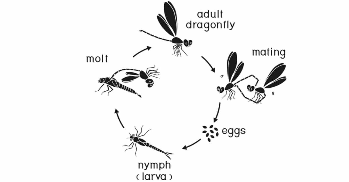 Coloriage Cycle de vie d’une libellule pour Colorier
