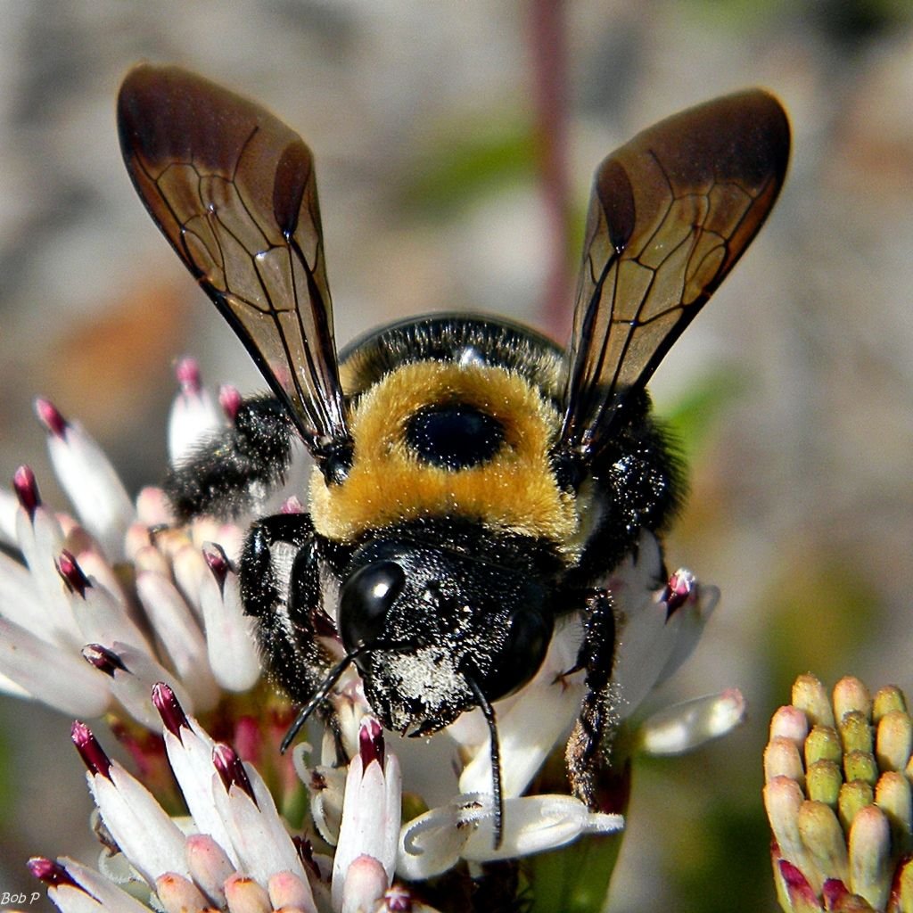 À propos des abeilles charpentières