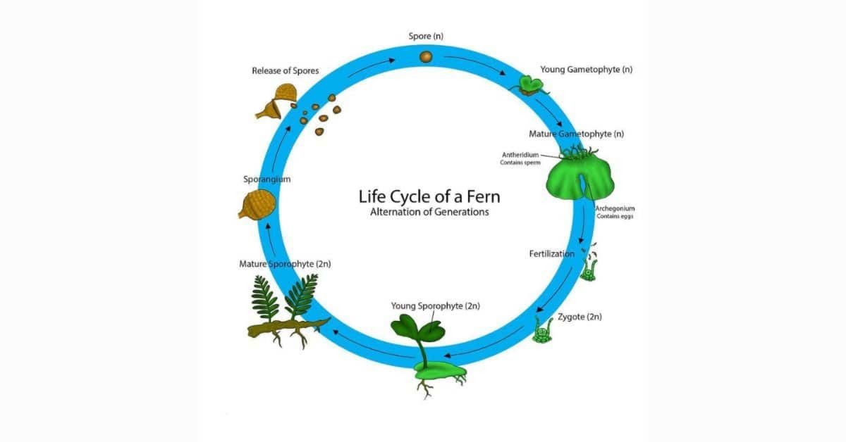 Cycle de vie des fougères – Un processus complexe d’alternance de générations
