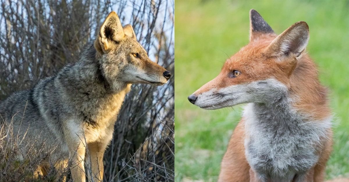 Renard contre coyote – différences et similitudes des chiens les plus courants