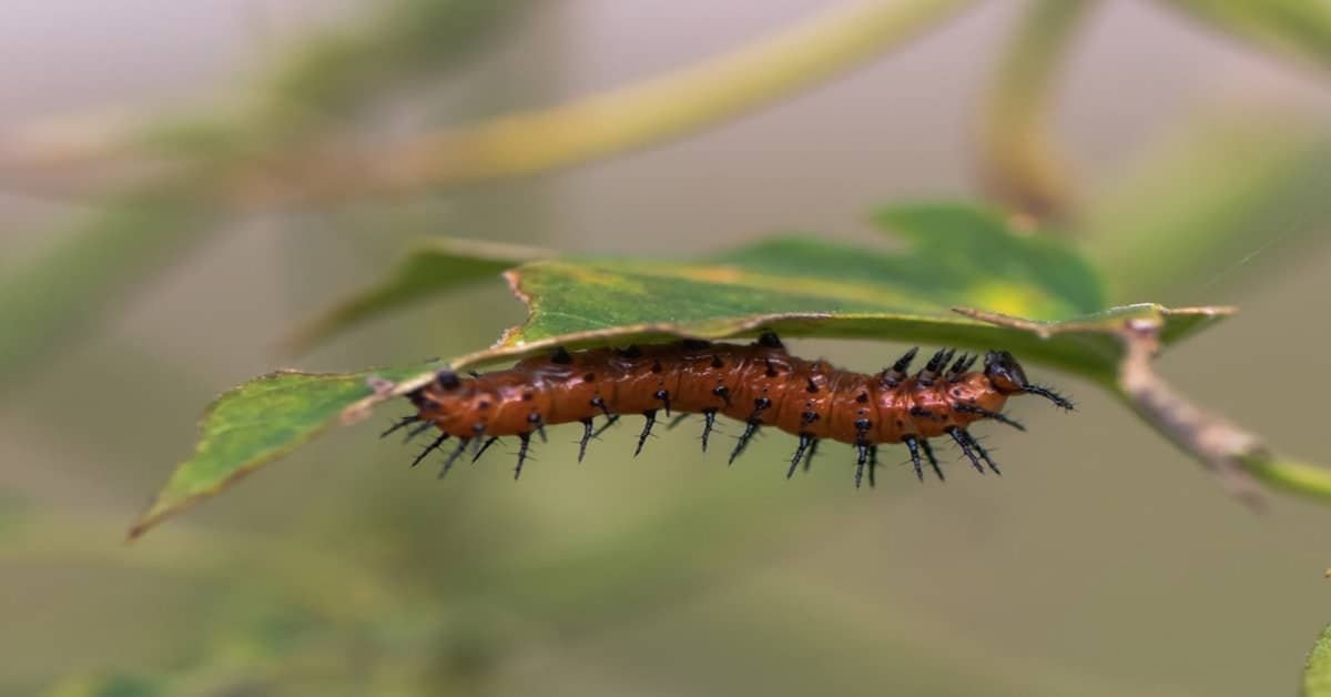 Chenille du papillon fritillaire