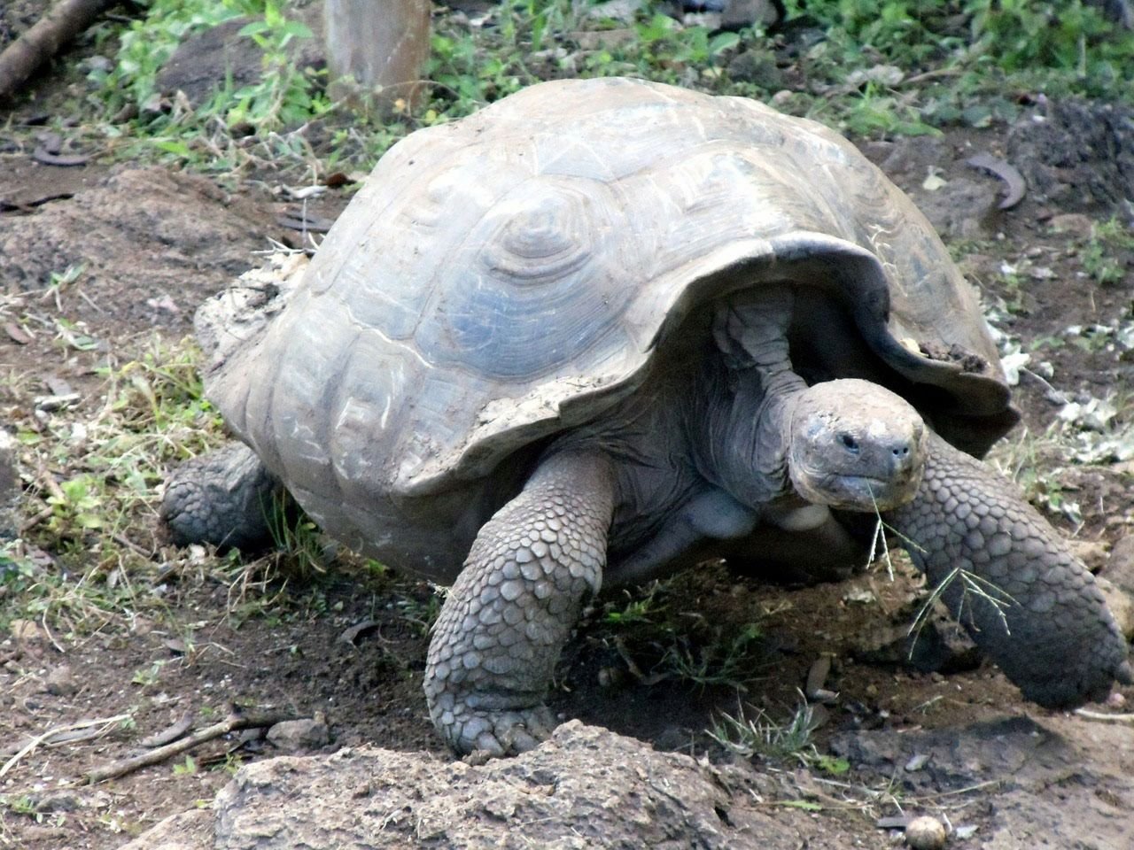 Faits amusants sur les tortues des Galapagos