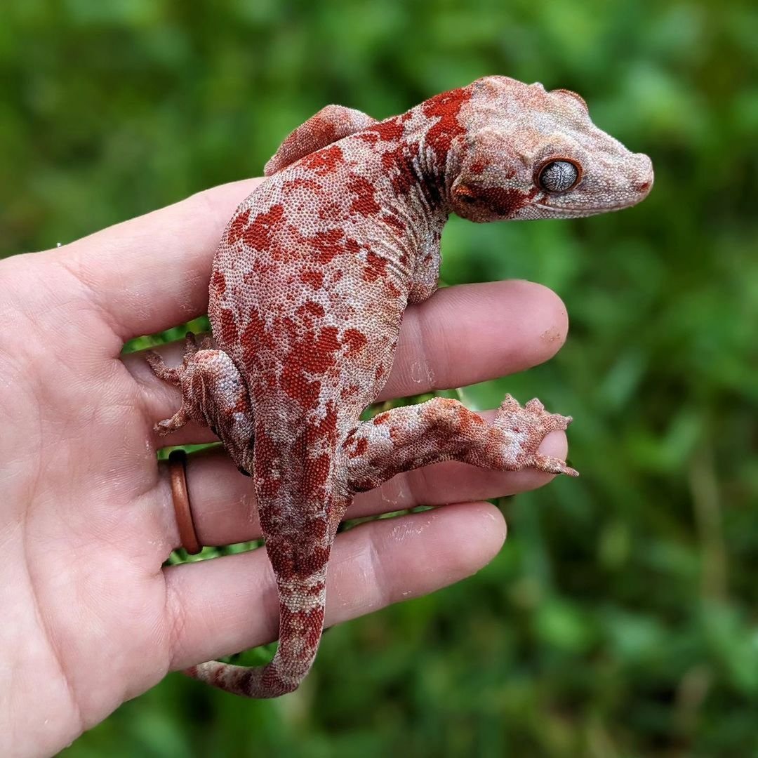 Gargoyle Gecko – un merveilleux chef-d’œuvre du royaume des reptiles