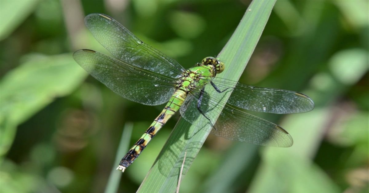 Libellule Darner verte