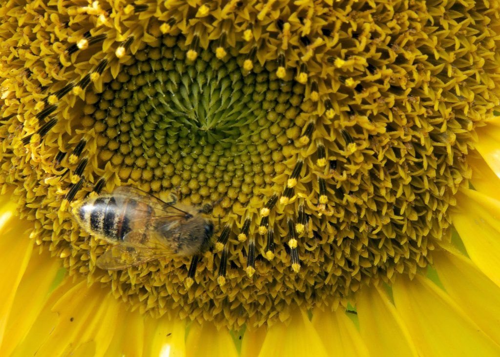 Faits sur les abeilles