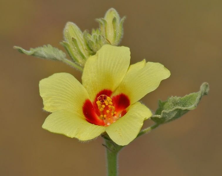 Hibiscus – le magnifique Adonis a émergé transformé en Hibiscus