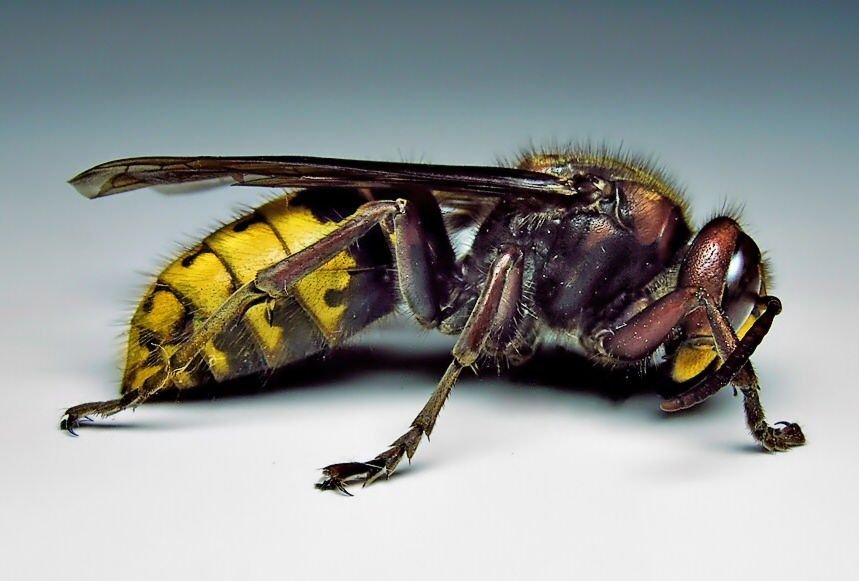 La différence entre les abeilles, les guêpes jaunes, les frelons et les guêpes