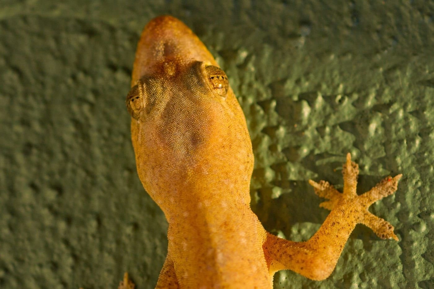 La maison des geckos