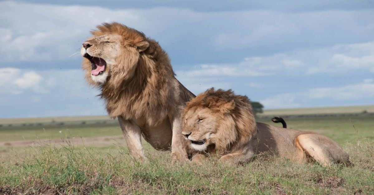 Combien de temps vivent les lions ?  Découvrez la durée de vie d’un lion !