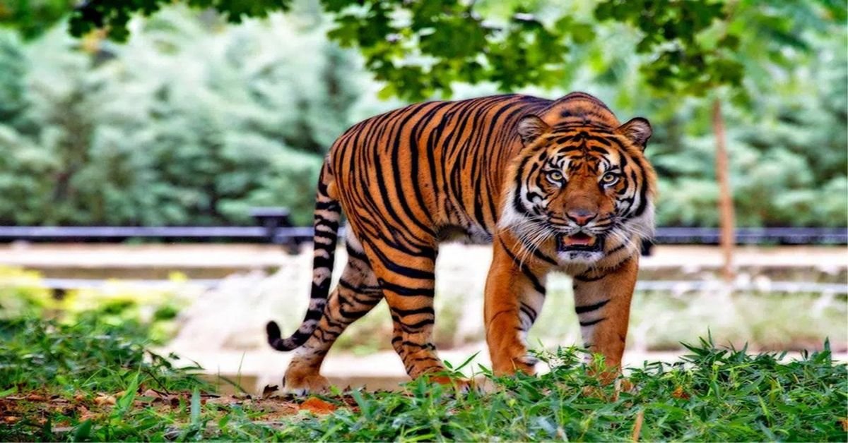 Combien de temps vivent les tigres ?  Découvrez leur durée de vie !