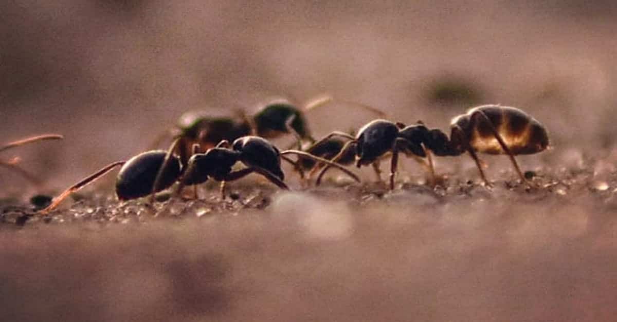 Combien y a-t-il de fourmis dans le monde ?