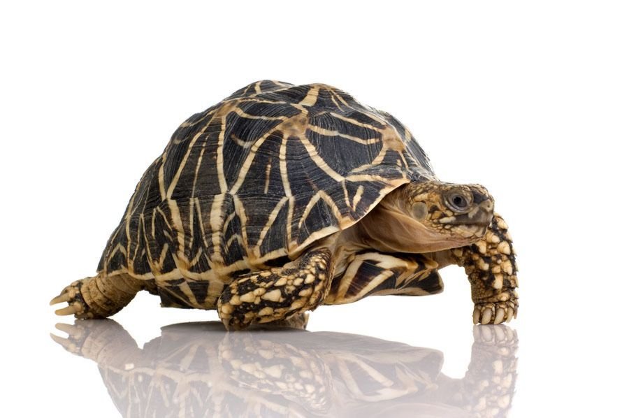 Tortue indienne