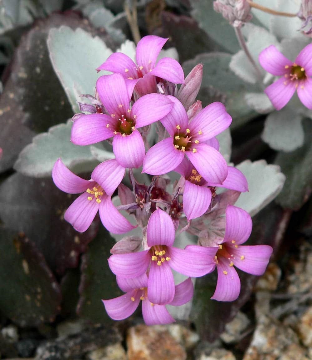 Kalanchoe – en l’honneur du botaniste Michael Adanson, qui fut le premier à décrire le genre