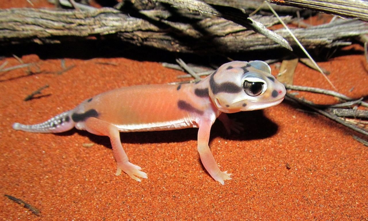 Gecko boutonné