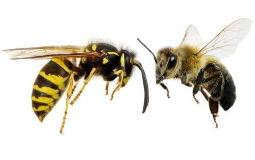 La différence entre les abeilles et les guêpes