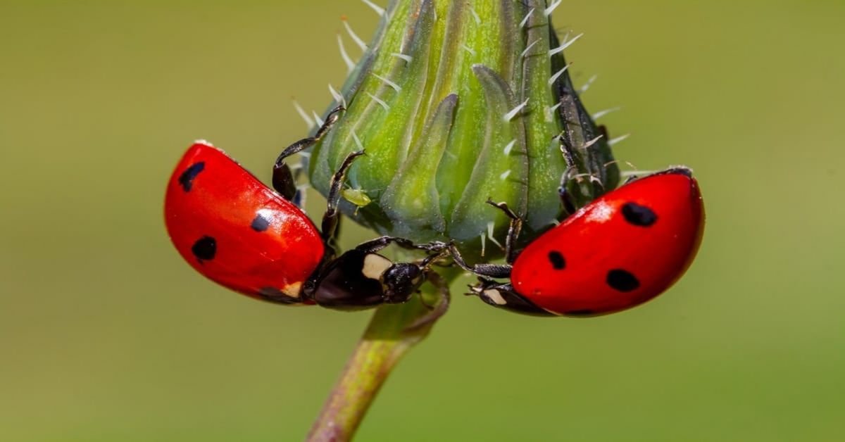 Qui mange mes plantes ?