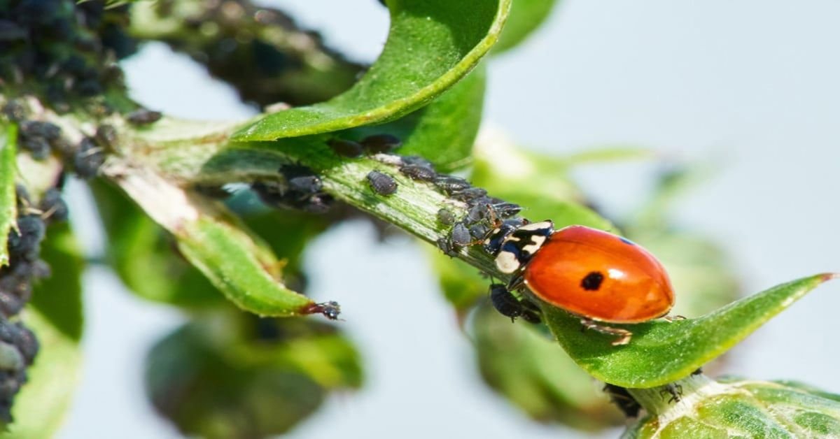 Les coccinelles aident les jardiniers