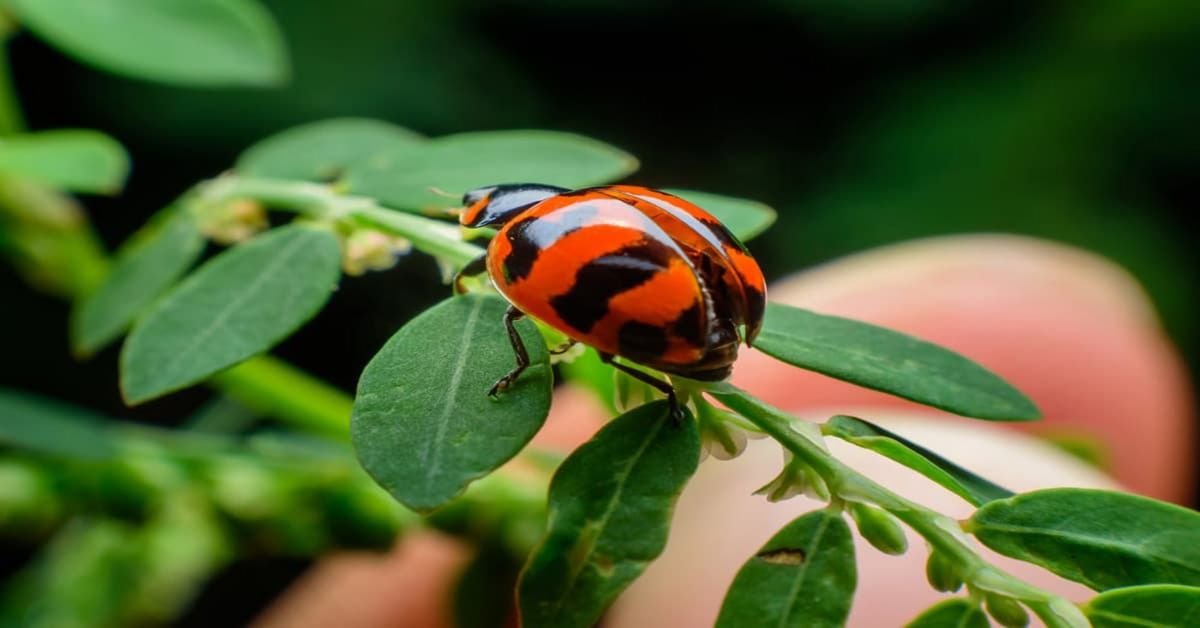 Rayures Biedronka et autres marquages ​​inhabituels ?