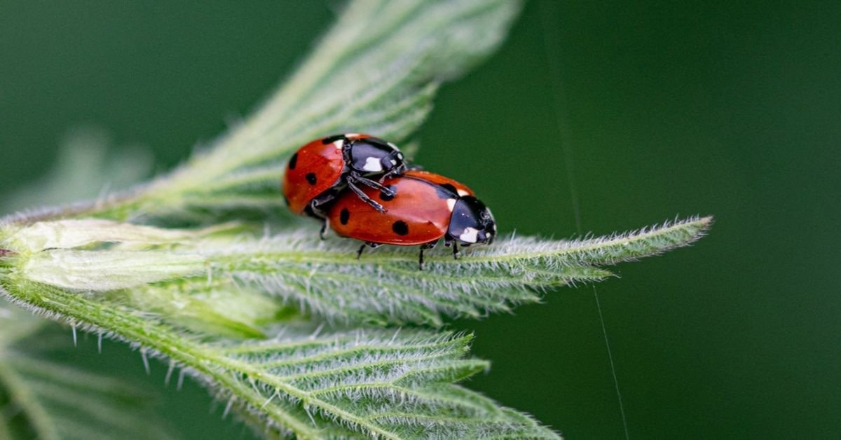 Accouplement et reproduction des coccinelles