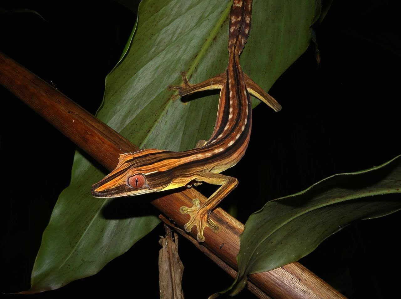 Geckos à queue de feuille – ils font d’excellents animaux de compagnie